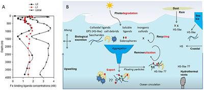 Toward a Regional Classification to Provide a More Inclusive Examination of the Ocean Biogeochemistry of Iron-Binding Ligands